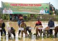 Tanam Padi Sawah di Lubuk Sayak, Al Haris: Aksi Perkuat Ketahanan PanganA