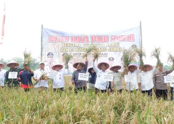 Pj. Bupati Muaro Jambi Hadiri Panen Raya Padi Sawah di Payo Bento Desa Rantau Majo, Kecamatan Sekernan