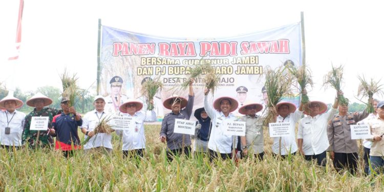 Pj. Bupati Muaro Jambi Hadiri Panen Raya Padi Sawah di Payo Bento Desa Rantau Majo, Kecamatan Sekernan