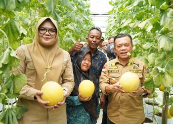 Turun ke Tanjabtim, Gubernur Al Haris Tinjau Jalan dan Panen Perdana Melon Premium