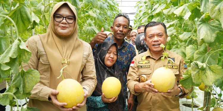 Turun ke Tanjabtim, Gubernur Al Haris Tinjau Jalan dan Panen Perdana Melon Premium
