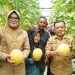 Turun ke Tanjabtim, Gubernur Al Haris Tinjau Jalan dan Panen Perdana Melon Premium