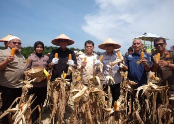 Wakil Bupati Muaro Jambi, Junaidi H. Mahir, Hadiri Panen Raya Jagung Serentak Kuartal II Tahun 2025