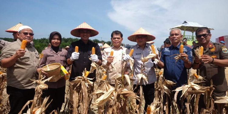 Wakil Bupati Muaro Jambi, Junaidi H. Mahir, Hadiri Panen Raya Jagung Serentak Kuartal II Tahun 2025