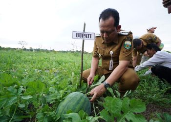 Bupati Muaro Jambi, Dr. Bambang Bayu Suseno Panen Raya Buah Semangka di Desa Parit