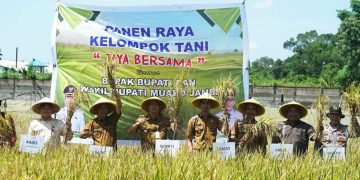 Bupati Muaro Jambi, Dr. Bambang Bayu Suseno, Melakukan Panen Raya Perdana Padi Kelompok Tani Jaya Bersama Desa Pudak, Kecamatan Kumpeh Ulu