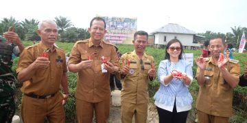 Bupati Muaro Jambi, Dr. Bambang Bayu Suseno, Hadiri Kegiatan Panen Raya Cabe Merah Besar